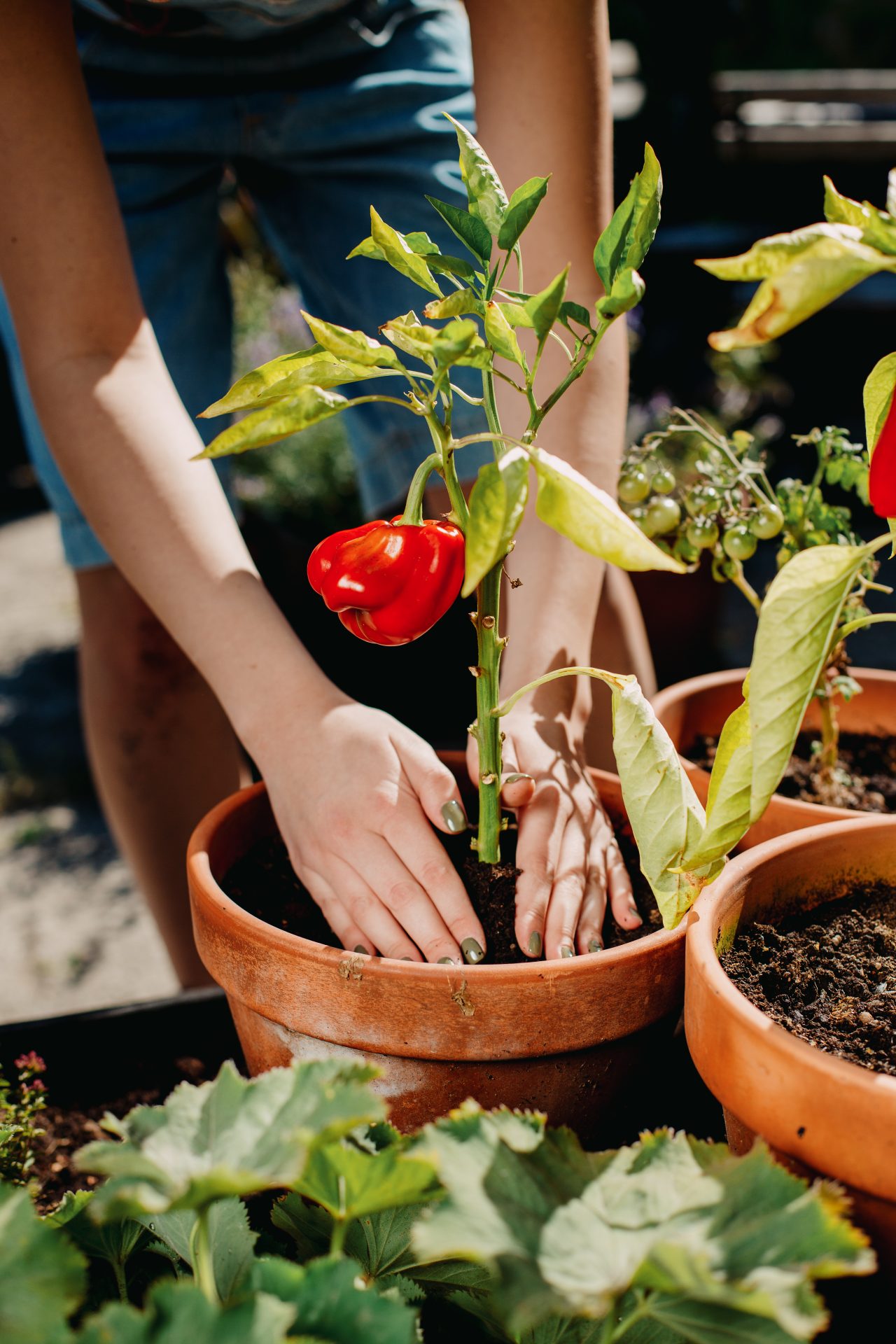 When to repot plants