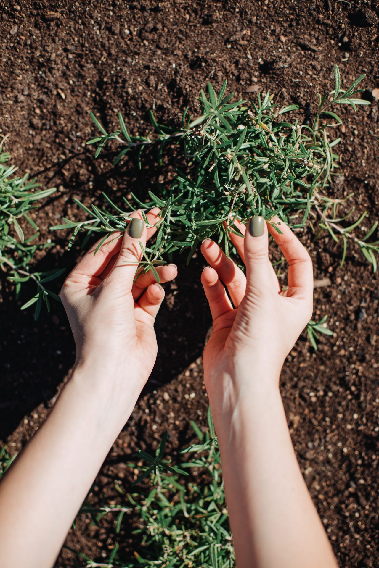 Growing herbs: beginners