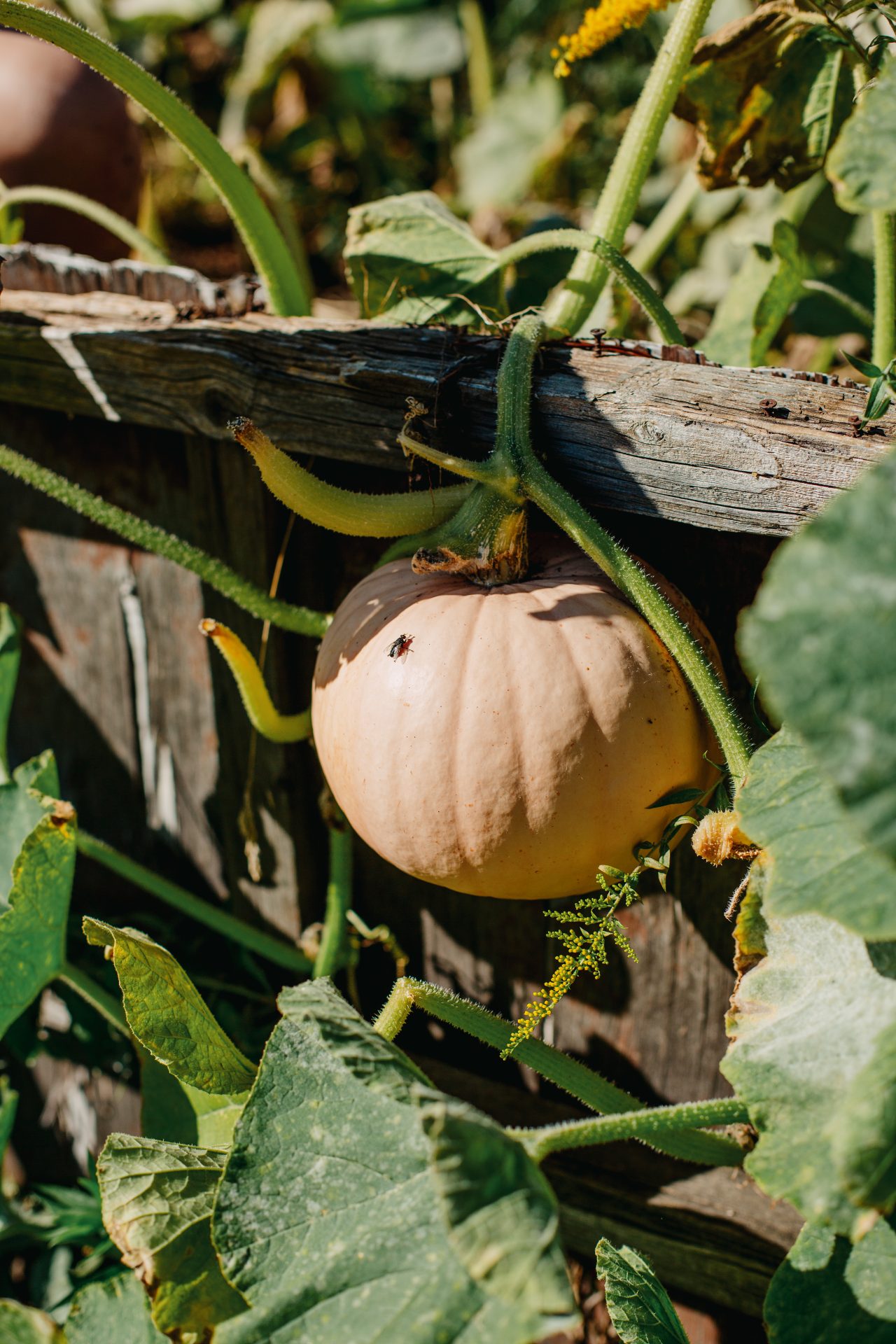 Why calcium is important for plants