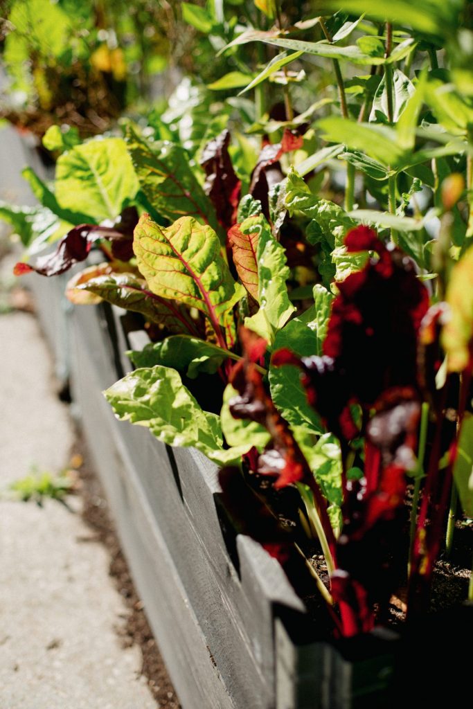 NPK : what is it and why it is important for plants - PLANT-I-BOOST